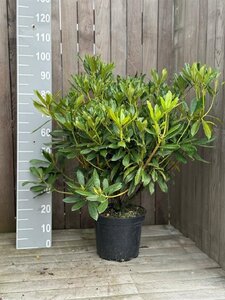 Rhododendron 'Madame Masson' WIT 60-70 cm cont. 10L - afbeelding 2