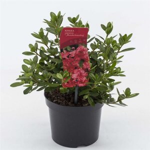 Rhododendron (AJ) 'Moederkensdag' ROOD 20-25 cm cont. 2,0L - afbeelding 2