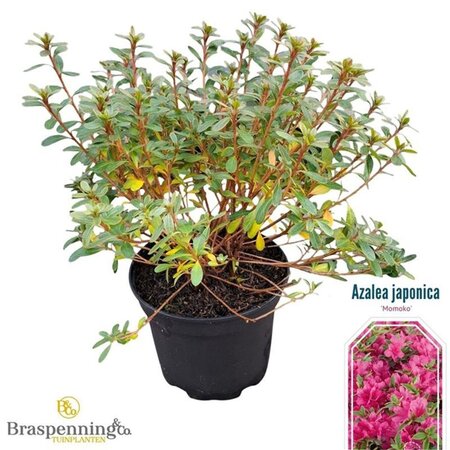 Rhododendron (AJ) 'Momoko' 20-25 cm cont. 2,0L