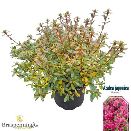 Rhododendron (AJ) 'Momoko' 25-30 cm cont. 4,0L