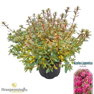 Rhododendron (AJ) 'Momoko' 25-30 cm cont. 4,0L