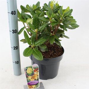 Rhododendron 'Nancy Evans' WIT 30-40 cm cont. 5,0L - afbeelding 2