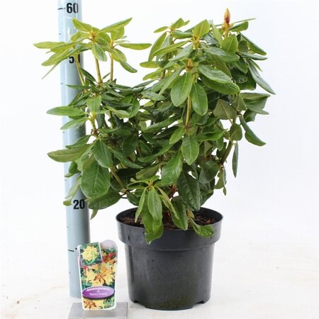 Rhododendron 'Nancy Evans' WIT 30-40 cm cont. 5,0L - afbeelding 4