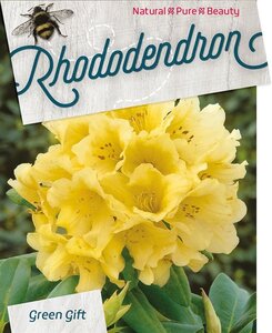 Rhododendron 'Nancy Evans' WIT 60-80 cm cont. 20L