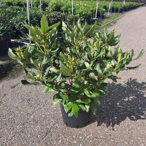 Rhododendron 'Nova Zembla' ROOD 60-80 cm cont. 15L - afbeelding 2