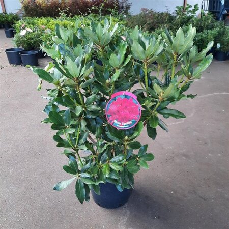 Rhododendron 'Nova Zembla' ROOD 60-80 cm cont. 15L - afbeelding 3