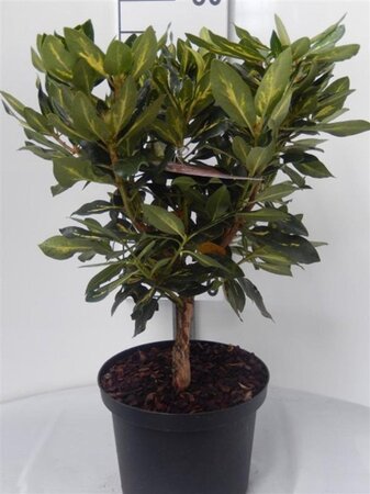 Rhododendron 'Goldflimmer' PAARS 30-40 cm cont. 5,0L - afbeelding 5