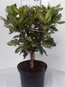 Rhododendron 'Goldflimmer' PAARS 30-40 cm cont. 5,0L - afbeelding 5