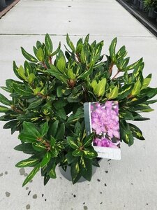 Rhododendron 'Goldflimmer' PAARS 30-40 cm cont. 5,0L - afbeelding 6