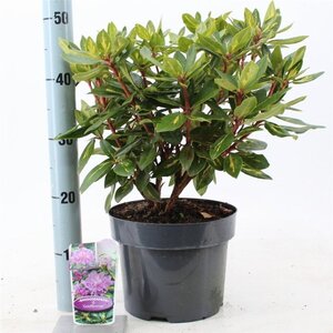 Rhododendron 'Goldflimmer' PAARS 30-40 cm cont. 5,0L - afbeelding 2