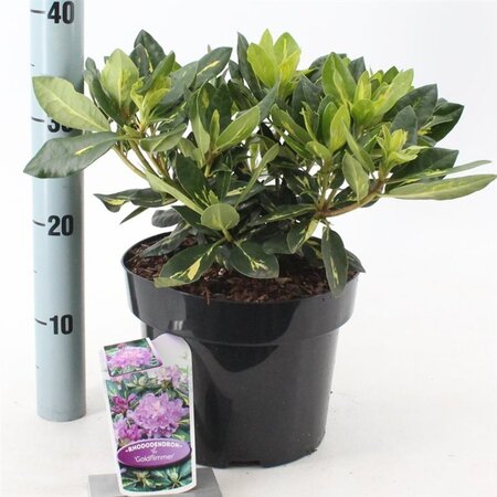 Rhododendron 'Goldflimmer' PAARS 30-40 cm cont. 5,0L - afbeelding 3