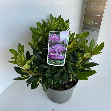 Rhododendron 'Goldflimmer' PAARS 30-40 cm cont. 5,0L - afbeelding 4