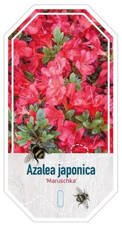 Rhododendron (AJ) 'Maruschka' 25-30 cm cont. 4,0L - afbeelding 1