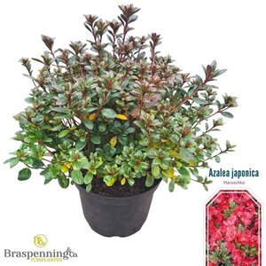Rhododendron (AJ) 'Maruschka' 25-30 cm cont. 4,0L - afbeelding 2