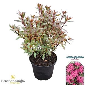 Rhododendron (AJ) 'Silver Queen' 20-25 cm cont. 2,0L