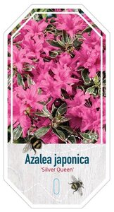 Rhododendron (AJ) 'Silver Queen' 20-25 cm cont. 2,0L - afbeelding 2