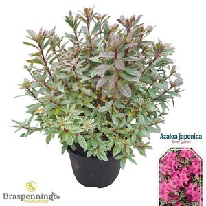 Rhododendron (AJ) 'Silver Queen' 25-30 cm cont. 4,0L