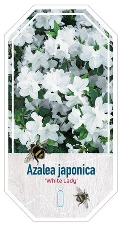 Rhododendron (AJ) 'White Lady' 25-30 cm cont. 4,0L - afbeelding 1
