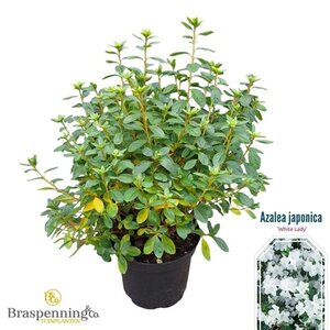 Rhododendron (AJ) 'White Lady' 25-30 cm cont. 4,0L - afbeelding 2