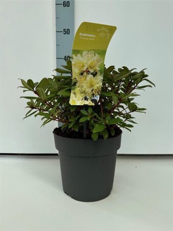 Rhododendron 'Princess Anne' dwerg GEEL 25-30 cm cont. 4,0L - afbeelding 2