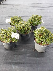 Rhododendron 'Patty Bee' gele dwergsoort 15-20 cm cont. 5,0L