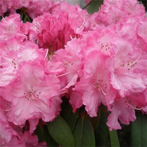 Rhododendron (Y) 'Polaris' ROZE 30-40 cm cont. 5,0L
