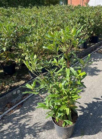 Rhododendron ponticum PAARS 80-100 cm cont. 10L - afbeelding 2