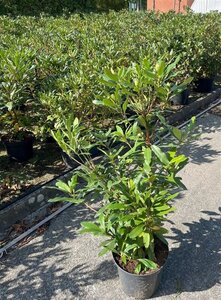 Rhododendron ponticum PAARS 80-100 cm cont. 10L - afbeelding 2