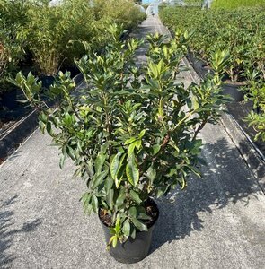 Rhododendron ponticum PAARS 80-100 cm cont. 10L - afbeelding 3