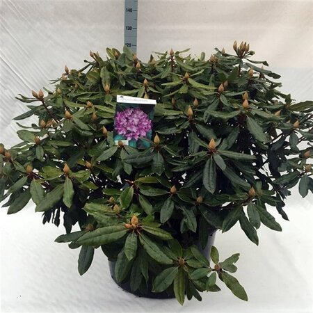 Rhododendron pont. 'Roseum' 100-110 cm cont. 80L - afbeelding 1