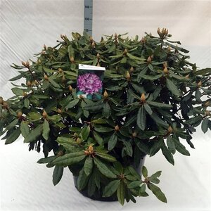 Rhododendron pont. 'Roseum' 100-110 cm cont. 80L - afbeelding 1