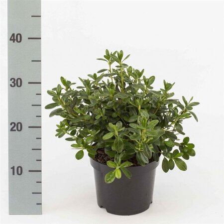 Rhododendron (AJ) 'Pleasant White' WIT 20-25 cm cont. 2,0L