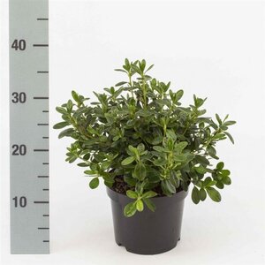 Rhododendron (AJ) 'Pleasant White' WIT 20-25 cm cont. 2,0L