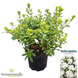 Rhododendron (AJ) 'Pleasant White' WIT 20-25 cm cont. 2,0L - afbeelding 3