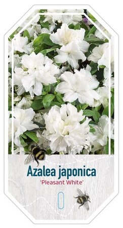 Rhododendron (AJ) 'Pleasant White' WIT 25-30 cm cont. 4,0L - afbeelding 1