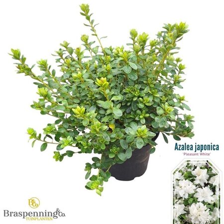 Rhododendron (AJ) 'Pleasant White' WIT 25-30 cm cont. 4,0L - afbeelding 2