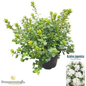 Rhododendron (AJ) 'Pleasant White' WIT 25-30 cm cont. 4,0L - afbeelding 2