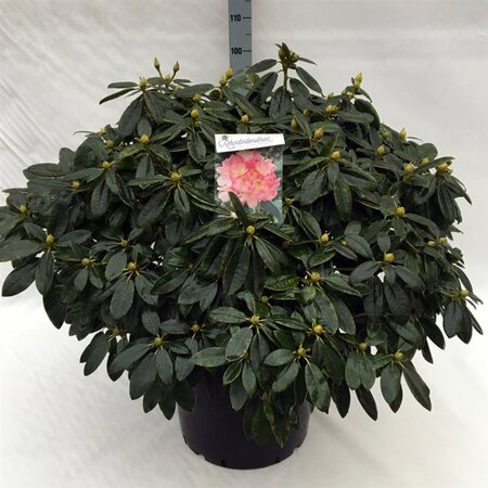 Rhododendron (Y) 'Percy Wiseman' ROZE 70-80 cm cont. 40L - afbeelding 1