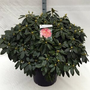 Rhododendron (Y) 'Percy Wiseman' ROZE 70-80 cm cont. 40L - afbeelding 1