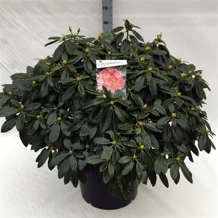 Rhododendron (Y) 'Percy Wiseman' ROZE 70-80 cm cont. 40L - afbeelding 1