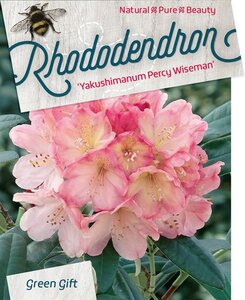 Rhododendron (Y) 'Percy Wiseman' ROZE 70-80 cm cont. 40L - afbeelding 2