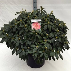 Rhododendron (Y) 'Percy Wiseman' ROZE 70-80 cm cont. 40L
