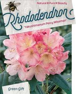 Rhododendron (Y) 'Percy Wiseman' ROZE 70-80 cm cont. 40L - image 2