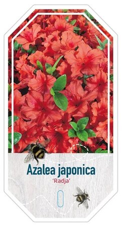 Rhododendron (AJ) 'Radja' (ORANJE) 25-30 cm cont. 4,0L - afbeelding 1