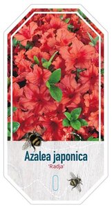 Rhododendron (AJ) 'Radja' (ORANJE) 25-30 cm cont. 4,0L