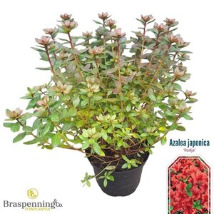 Rhododendron (AJ) 'Radja' (ORANJE) 25-30 cm cont. 4,0L - afbeelding 2