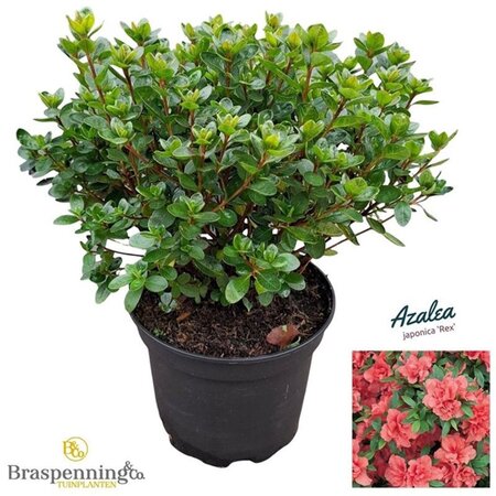 Rhododendron (AJ) 'Rex' 20-25 cm cont. 2,0L