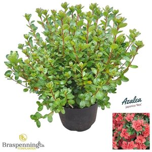 Rhododendron (AJ) 'Rex' 25-30 cm cont. 4,0L