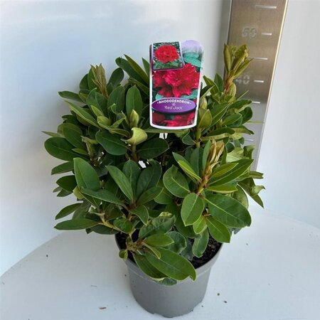 Rhododendron 'Red Jack' ROOD 30-40 cm cont. 5,0L - afbeelding 1