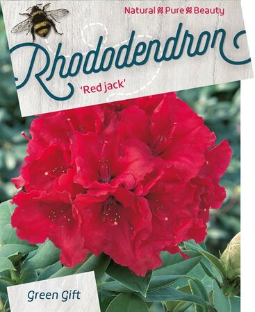 Rhododendron 'Red Jack' ROOD 30-40 cm cont. 5,0L - afbeelding 1
